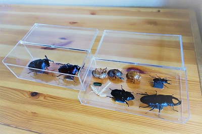 セリアのクリアボックス昆虫標本の蓋